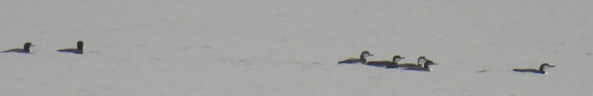 Common Loon - ML611452342