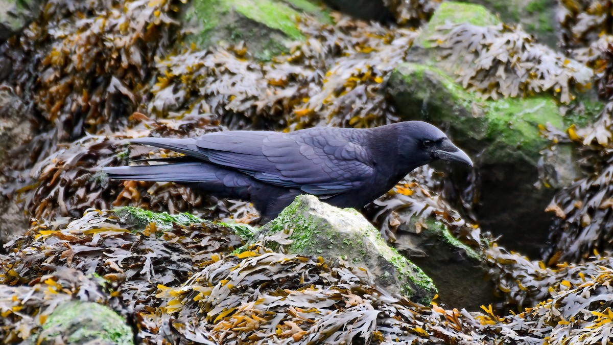 American Crow - ML611452398