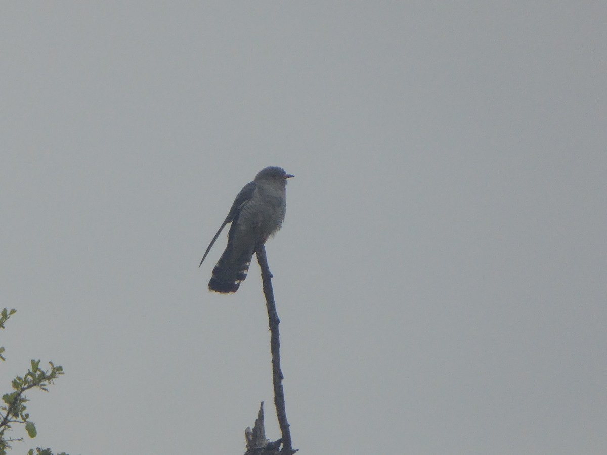 African Cuckoo - Ben Costamagna