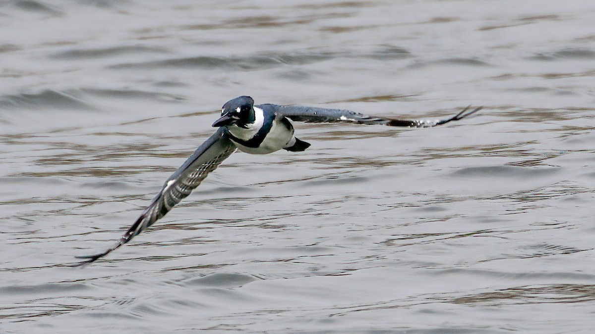 Martin-pêcheur d'Amérique - ML611452409