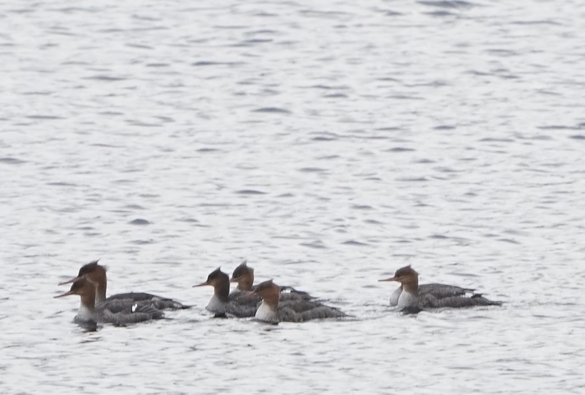 Red-breasted Merganser - ML611452423