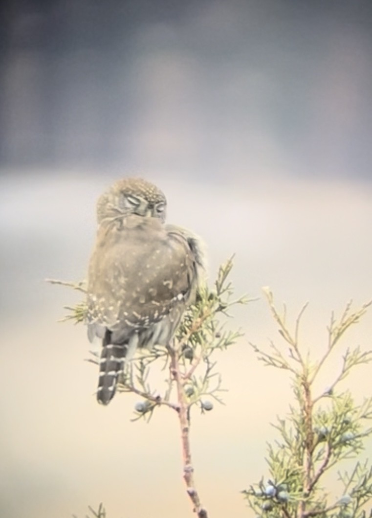 Northern Pygmy-Owl - ML611452449