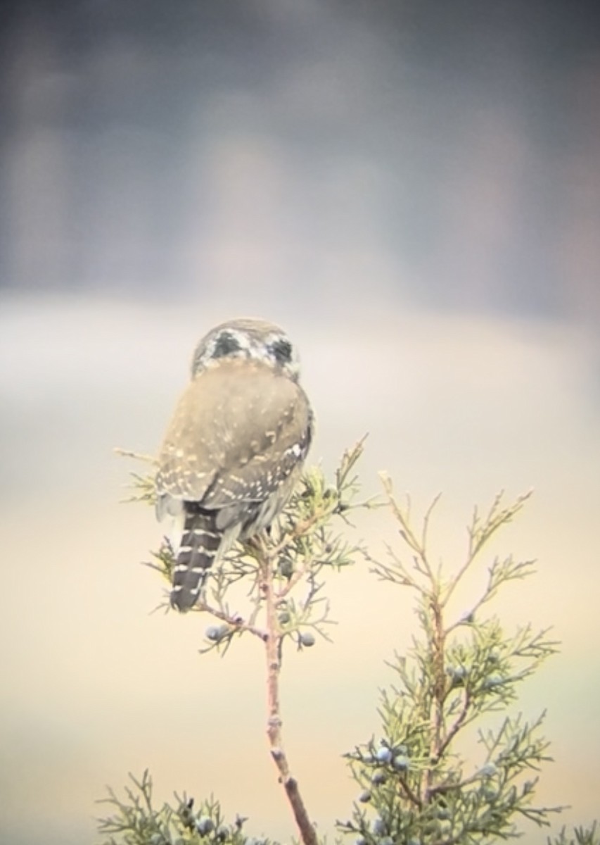 Northern Pygmy-Owl - ML611452450