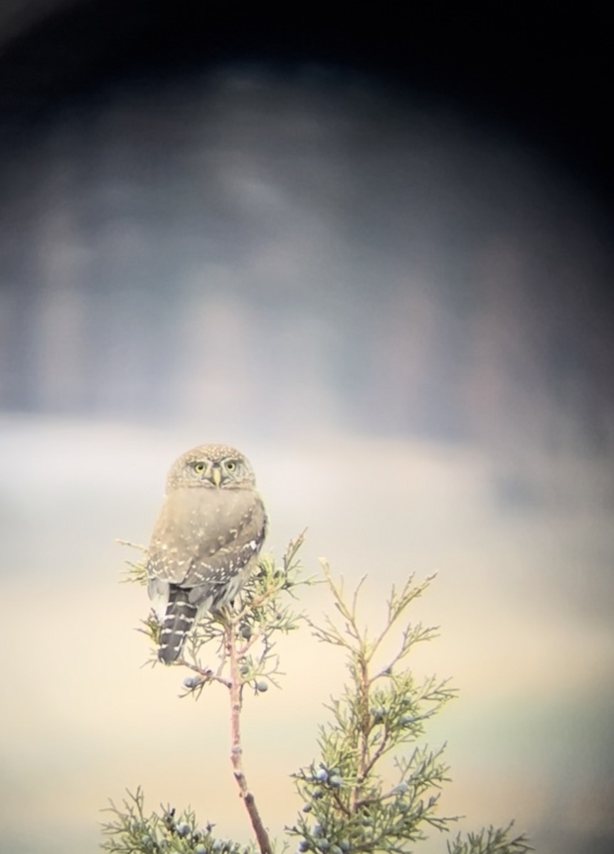 Northern Pygmy-Owl - ML611452451