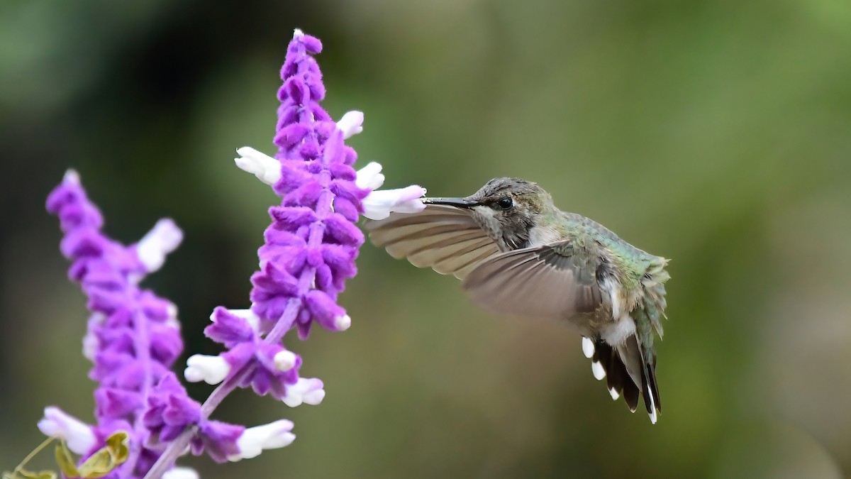 Black-chinned Hummingbird - Gloria 🕊