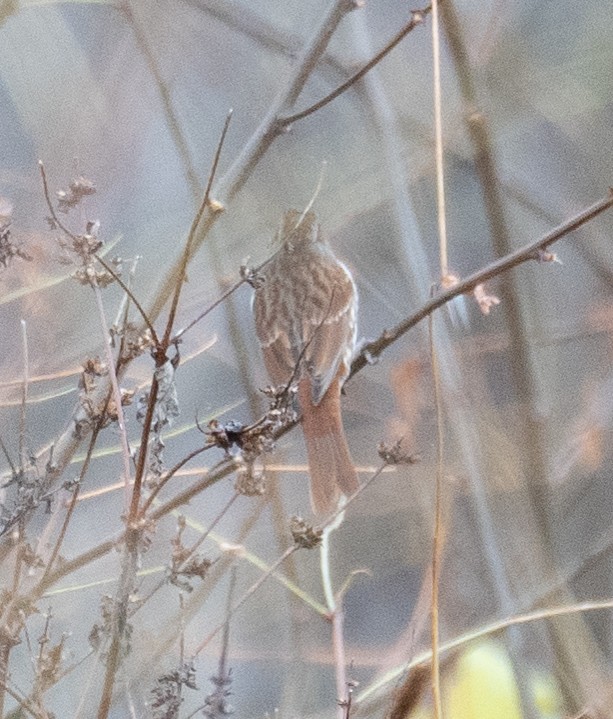 Fox Sparrow - ML611452502