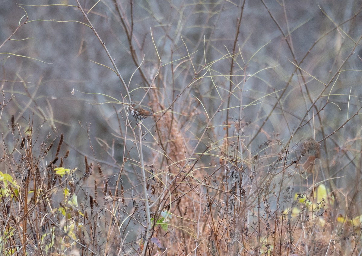 Fox Sparrow - ML611452505