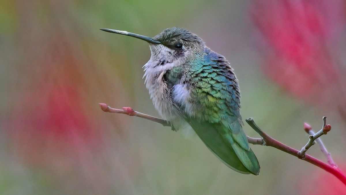 Black-chinned Hummingbird - Gloria 🕊