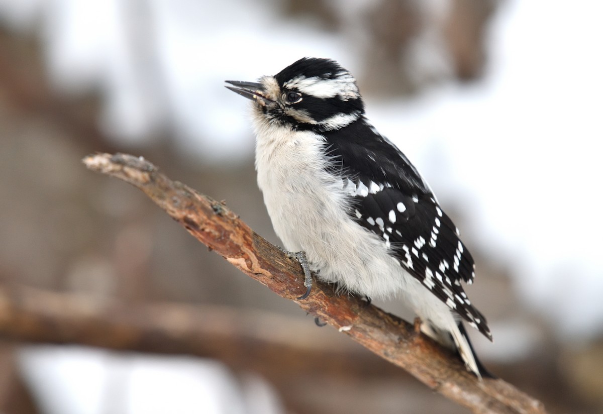 Downy Woodpecker - ML611452576