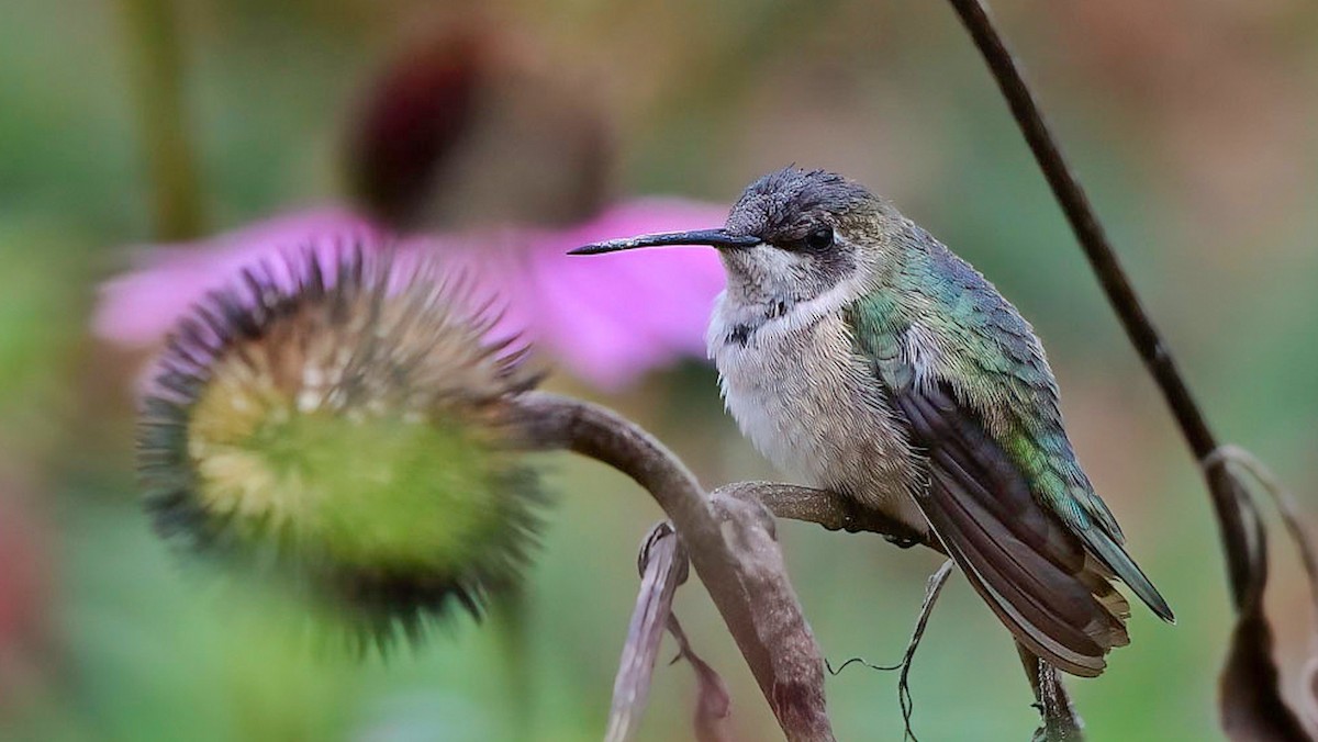 Black-chinned Hummingbird - ML611452597