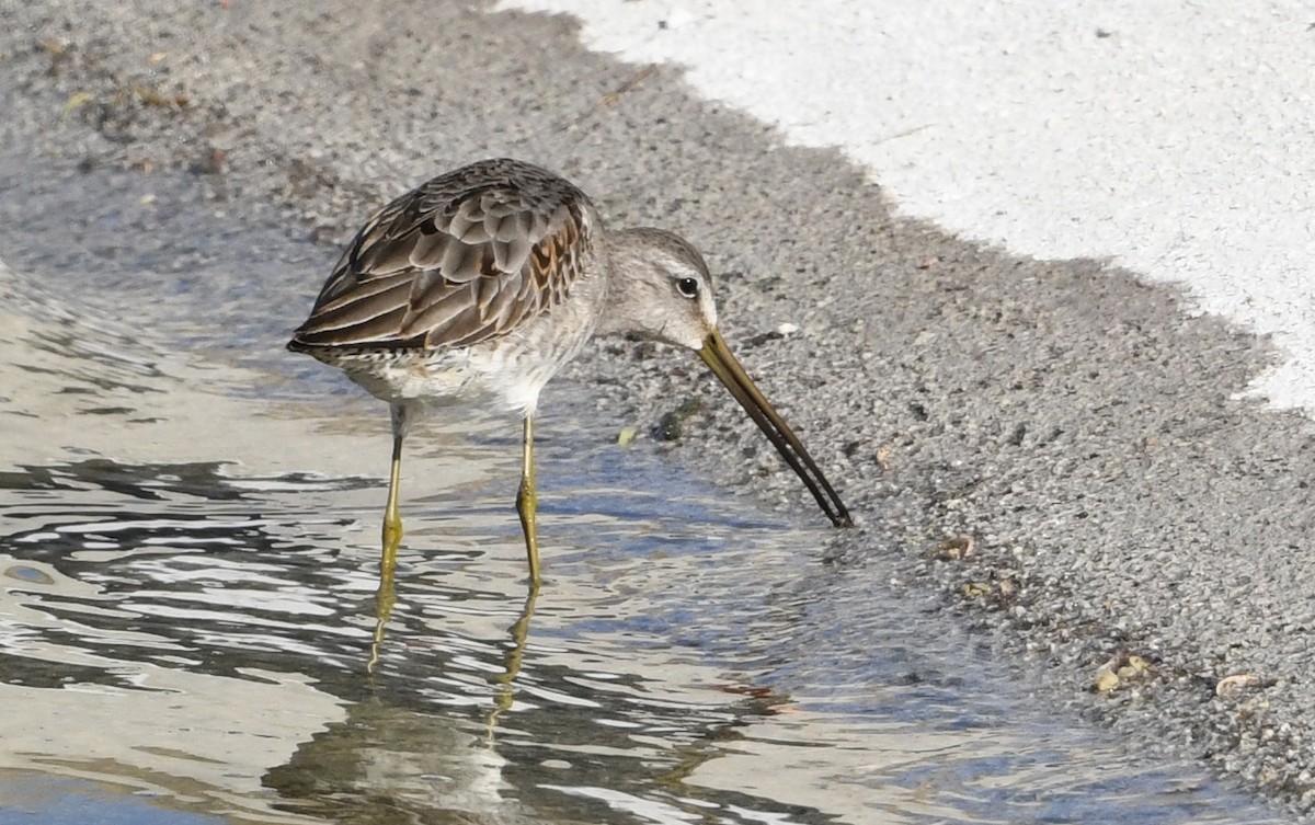 Long-billed Dowitcher - ML611452601
