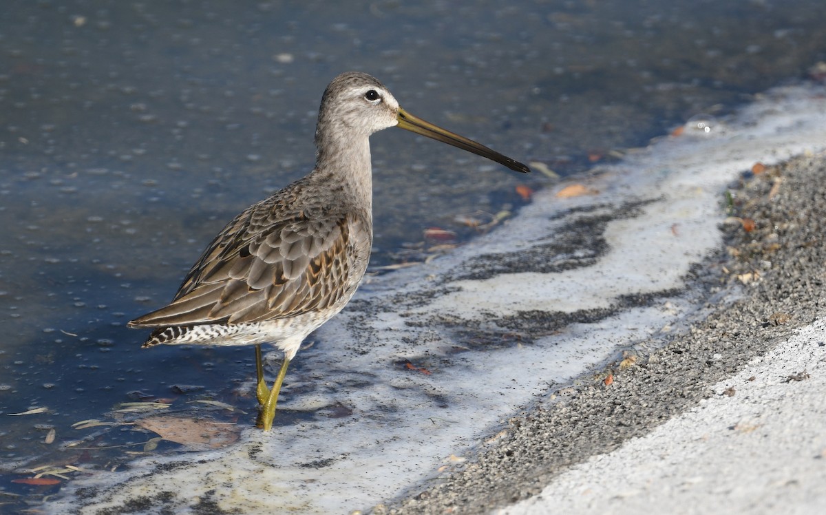 Long-billed Dowitcher - ML611452616