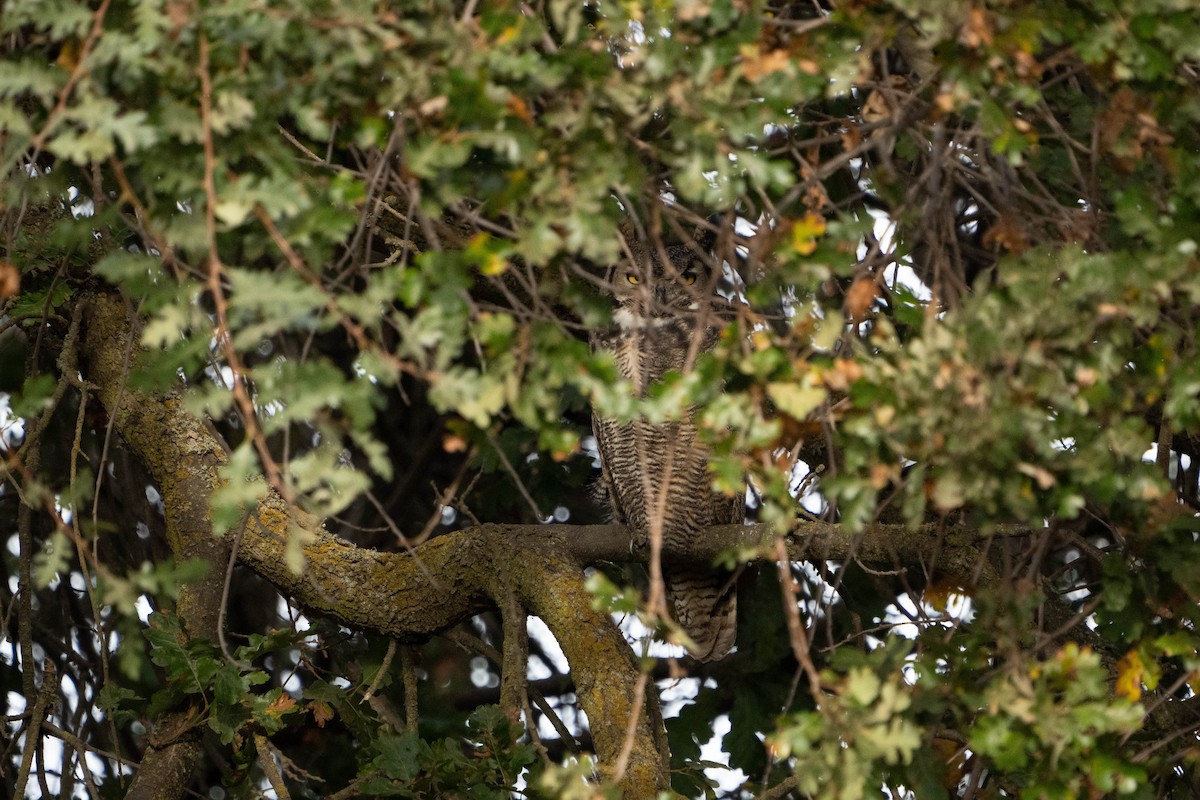 Great Horned Owl - ML611452633