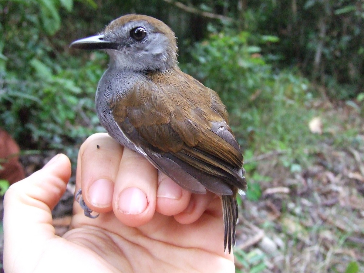 Xingu Scale-backed Antbird - Maria Ogrzewalska