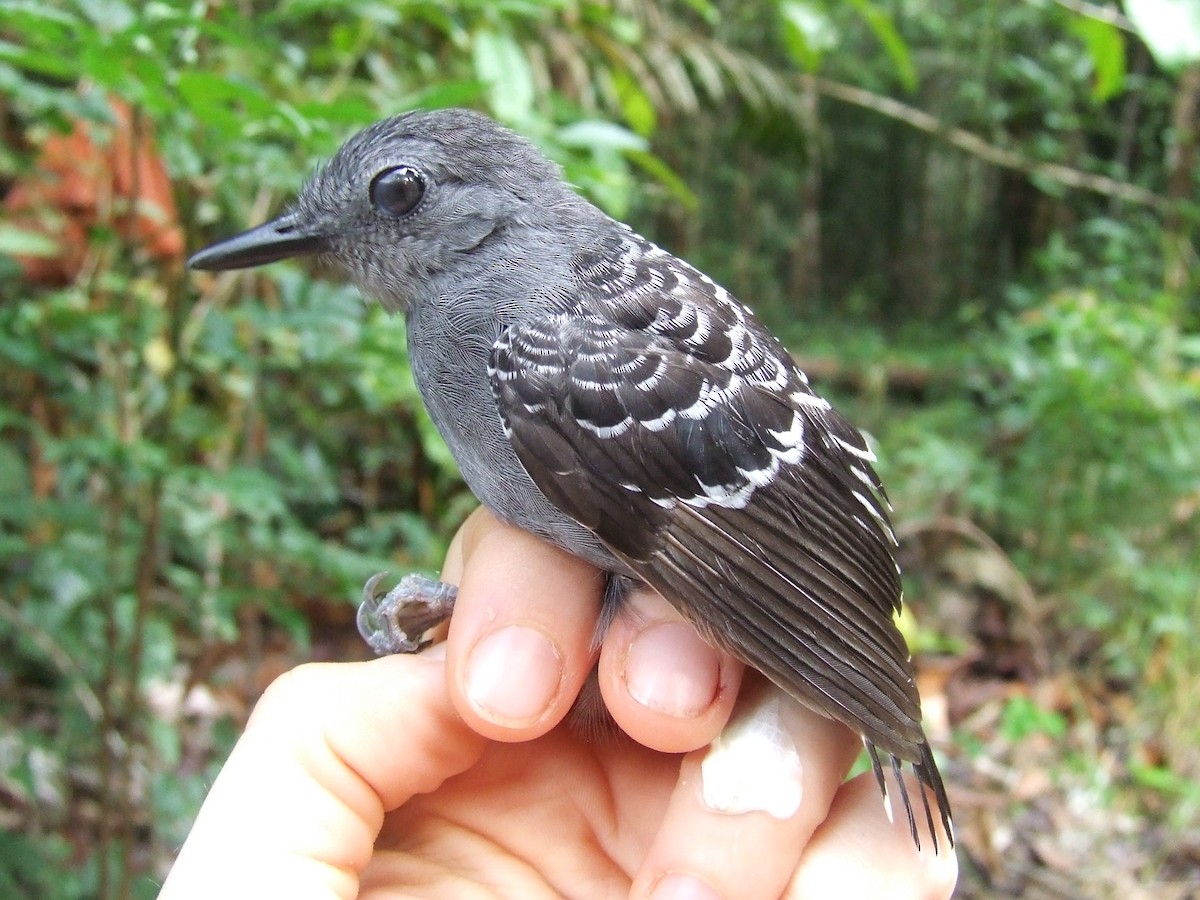 Xingu Scale-backed Antbird - Maria Ogrzewalska