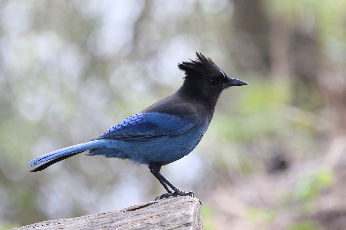 Steller's Jay - ML611452680