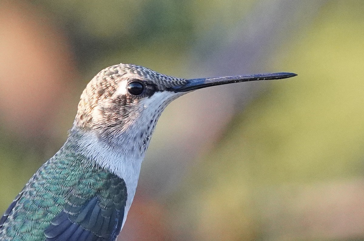 Black-chinned Hummingbird - ML611452810