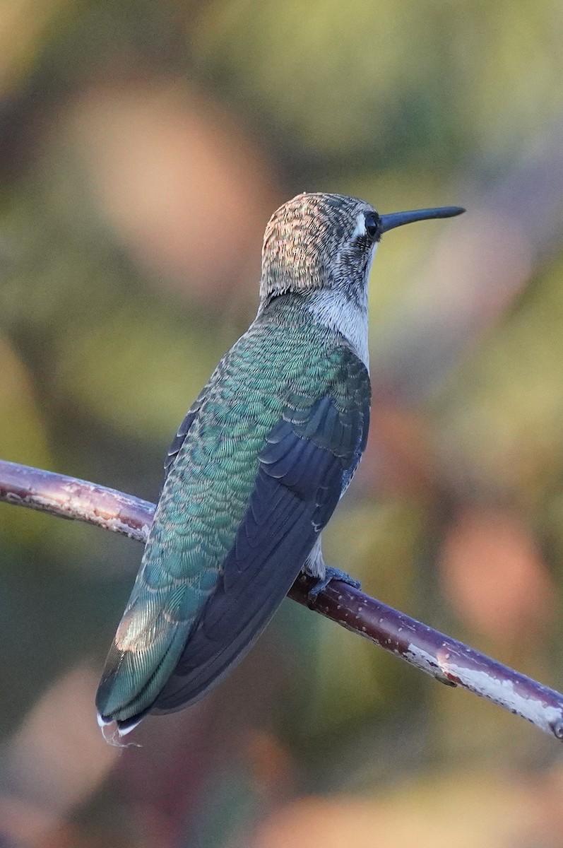 Black-chinned Hummingbird - ML611452812