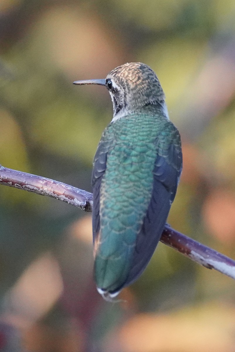 Black-chinned Hummingbird - ML611452813