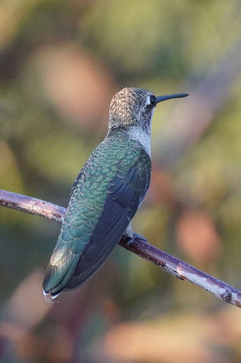 Black-chinned Hummingbird - ML611452814
