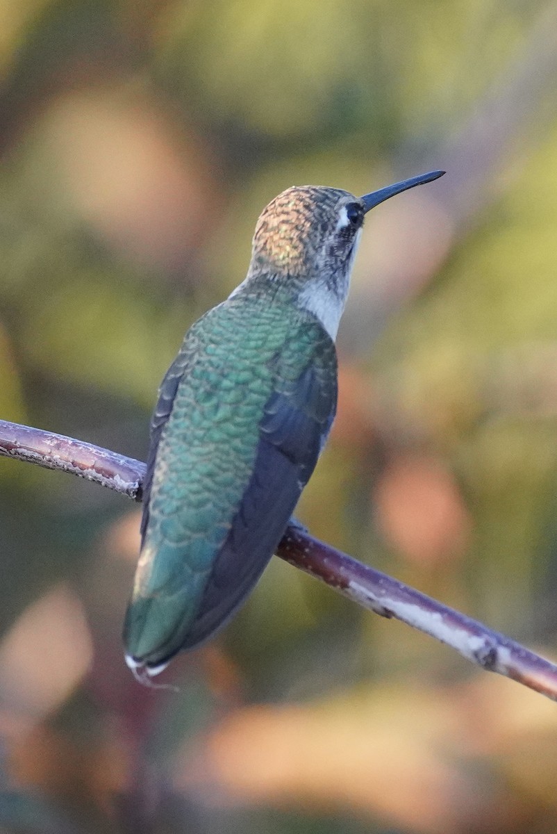 Black-chinned Hummingbird - ML611452816