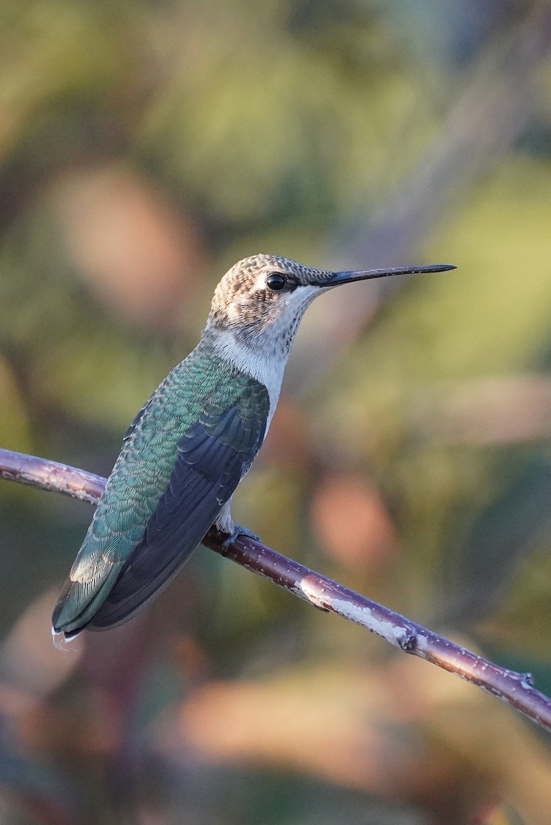 Black-chinned Hummingbird - ML611452817