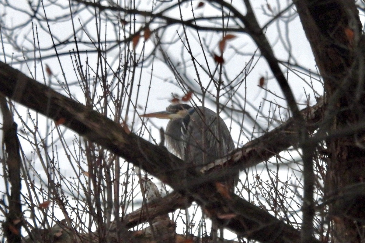 Great Blue Heron - ML611452850