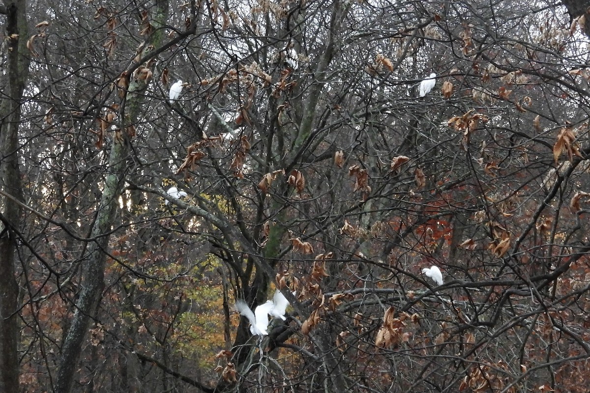 Great Egret - ML611452864