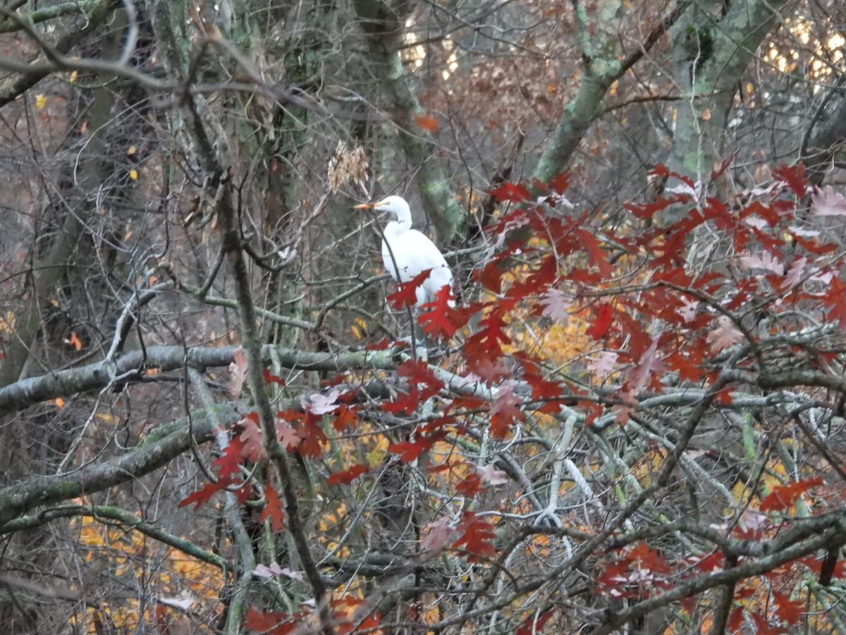 Great Egret - Bobbie Elbert