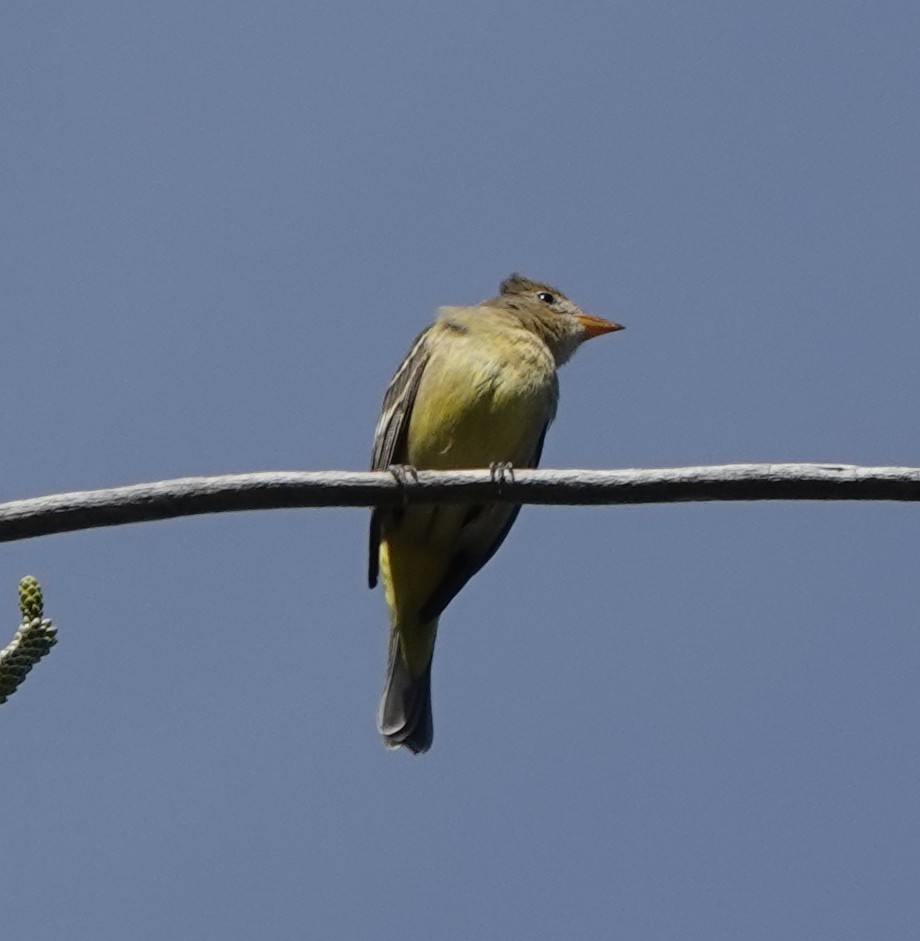 Western Tanager - Adrian O'Loghlen