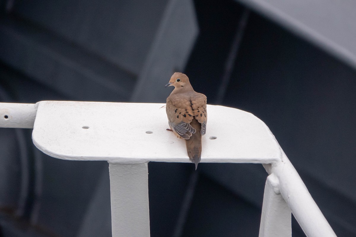 Mourning Dove - ML611452892