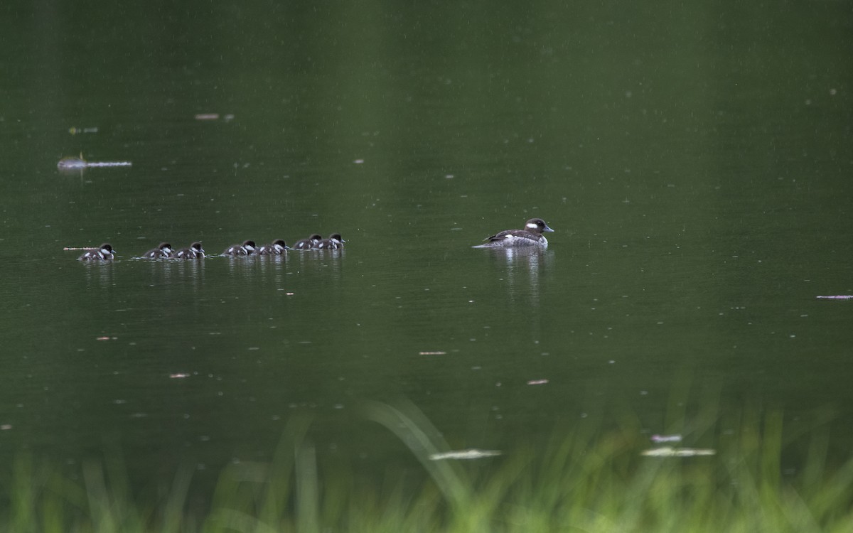 Bufflehead - ML611452966