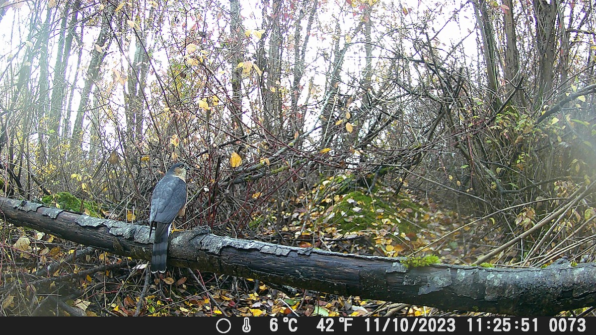 Sharp-shinned Hawk - ML611453042