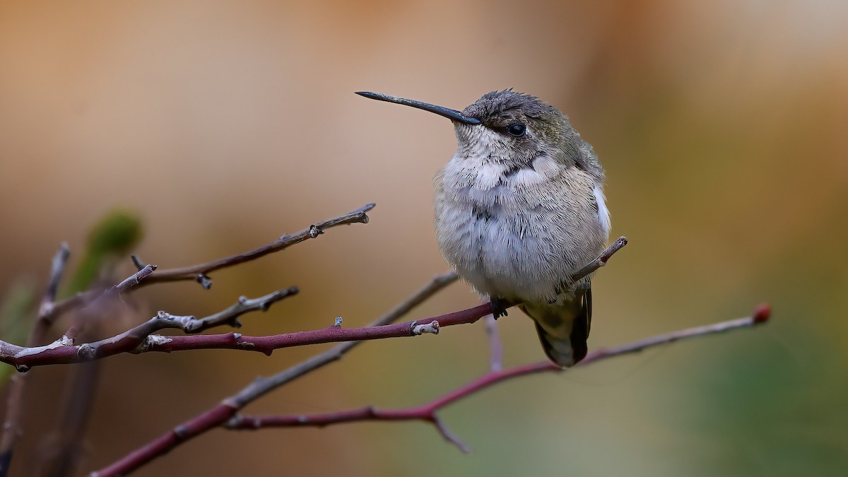 Black-chinned Hummingbird - ML611453109