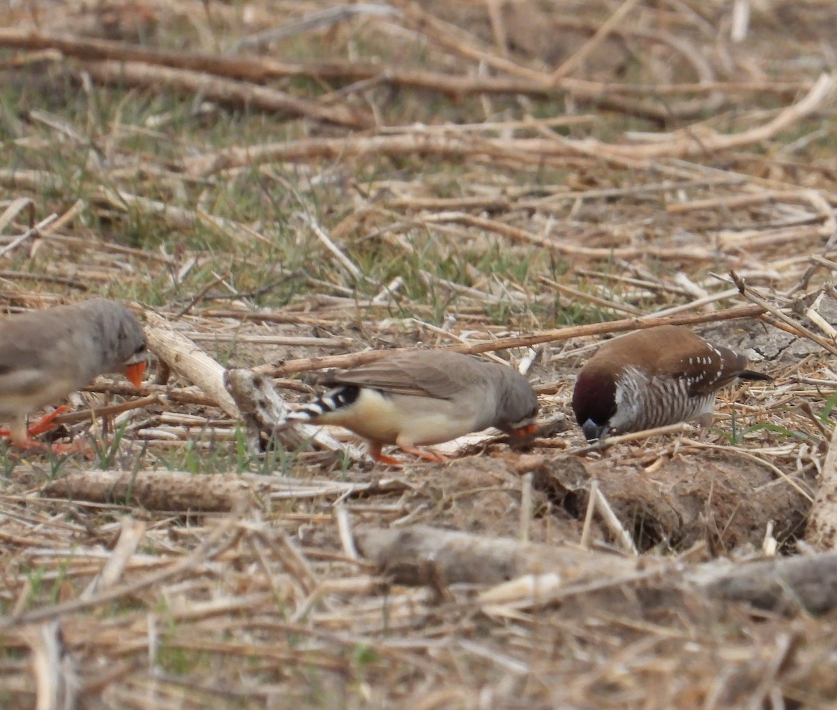 Plum-headed Finch - ML611453171