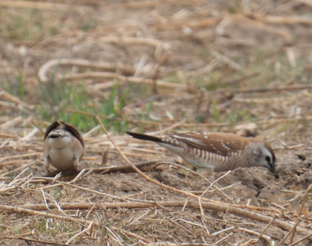 Plum-headed Finch - Rob Reed