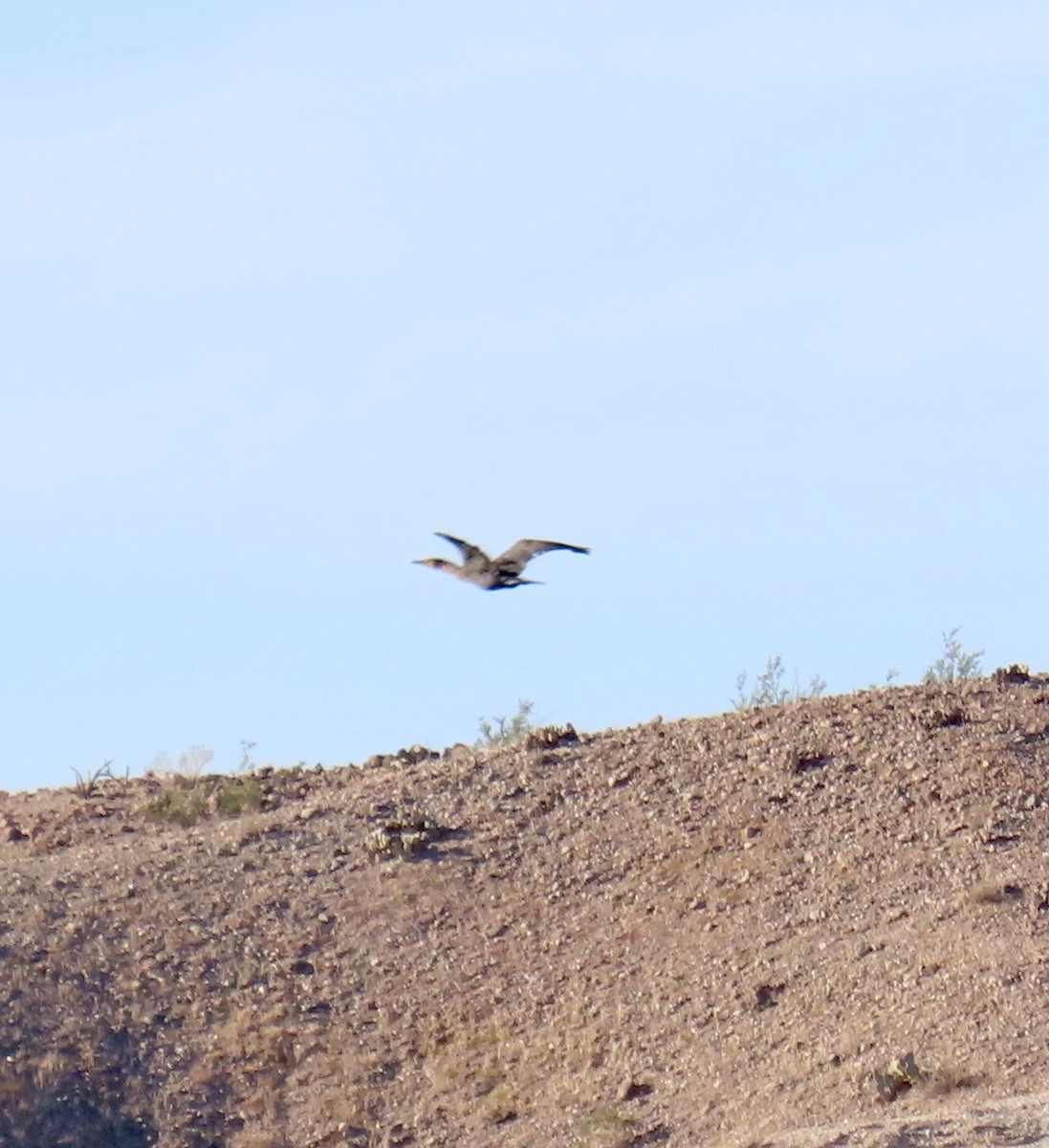 Double-crested Cormorant - ML611453219