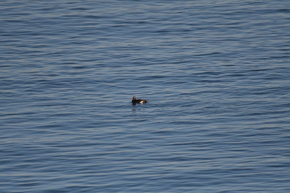 White-winged Scoter - Milo Nikolic