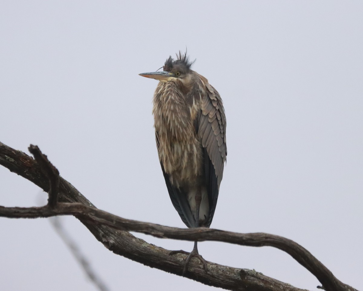 Great Blue Heron - Craig Evans