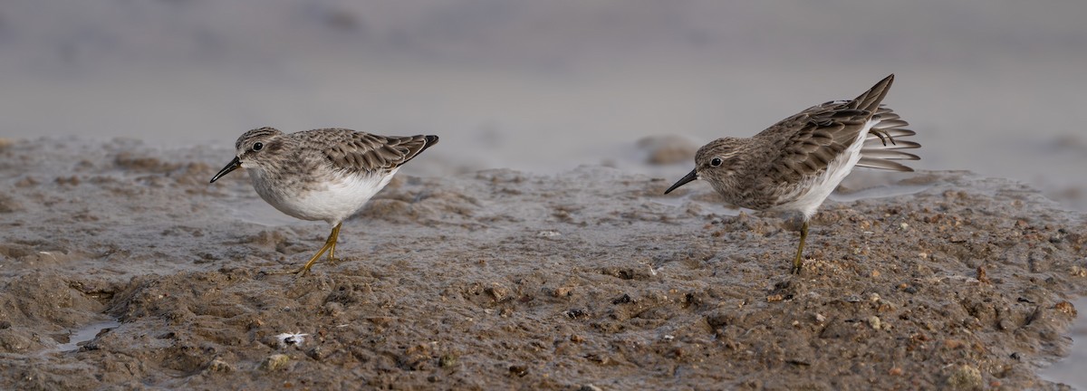 Least Sandpiper - Ray Bruun