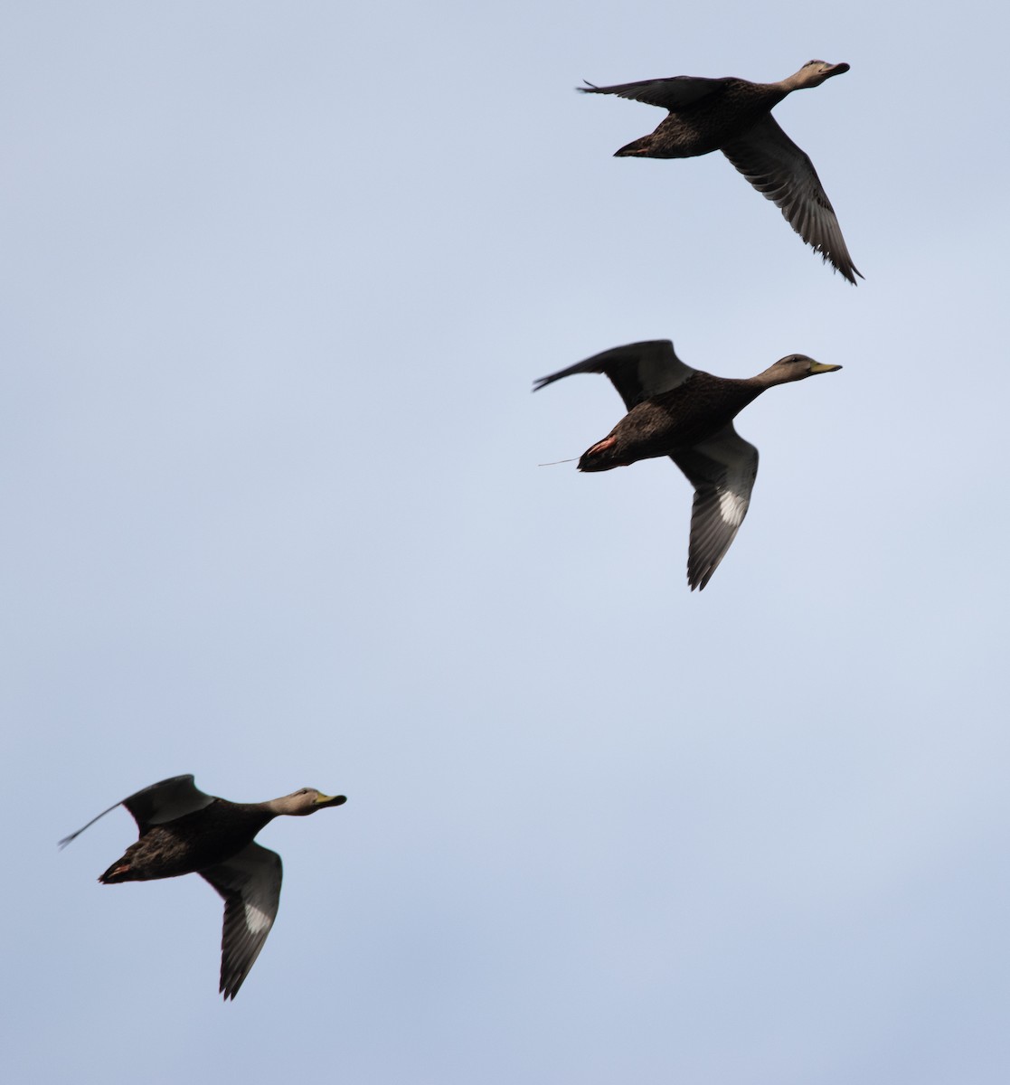 Mottled Duck - ML611453618