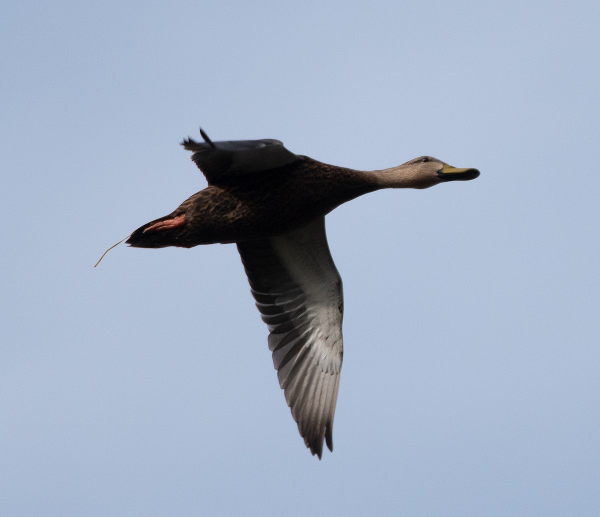 Mottled Duck - ML611453620