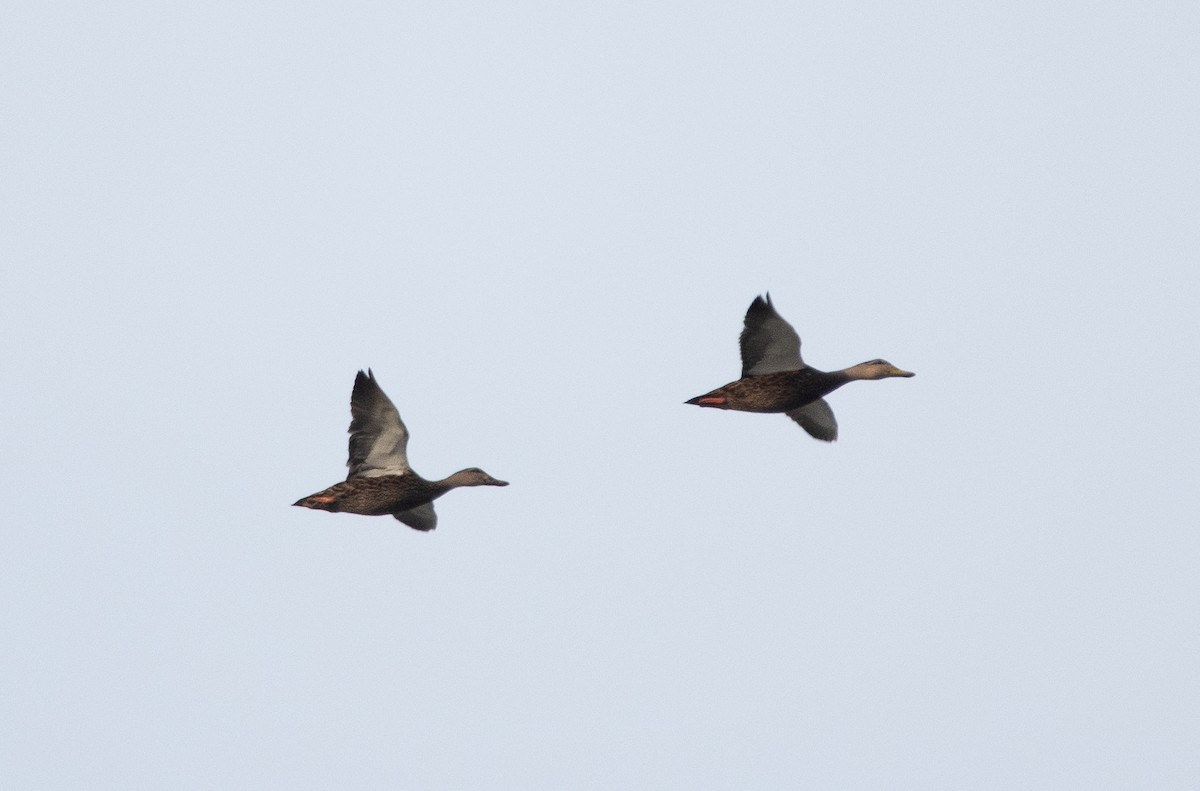 Mottled Duck - Tu Wren