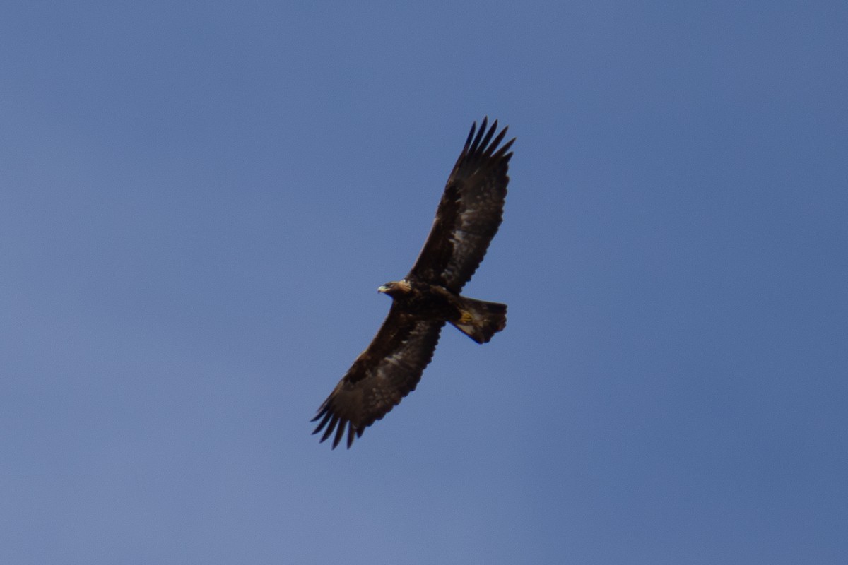 Águila Real - ML611453668