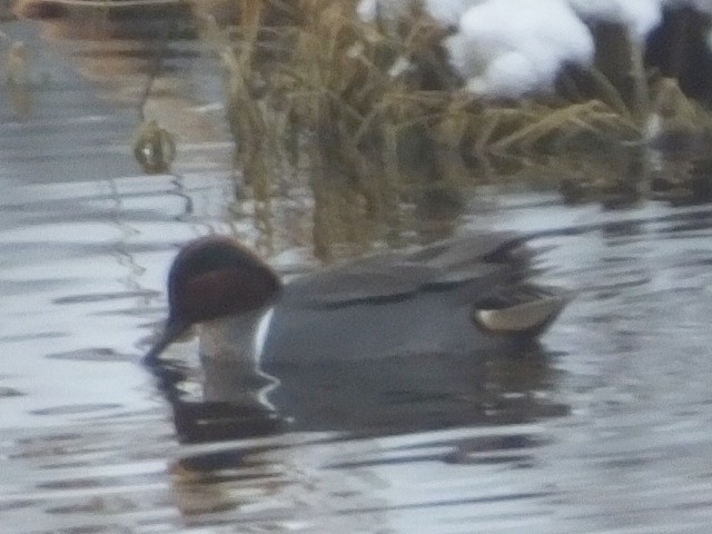Green-winged Teal - ML611453738