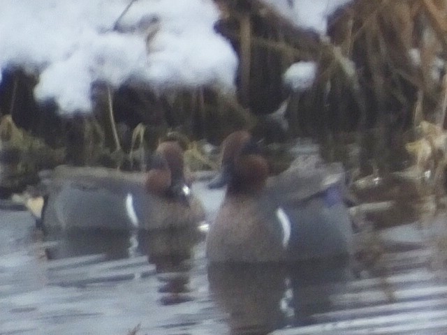 Green-winged Teal - ML611453740