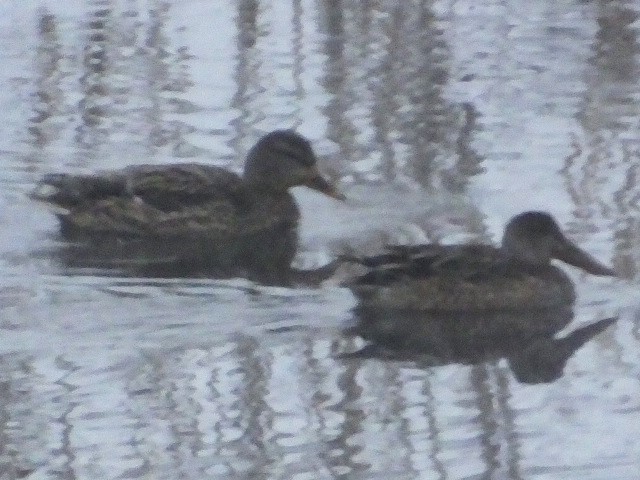 Northern Shoveler - ML611453777