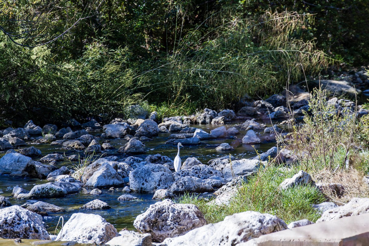Snowy Egret - ML611453830