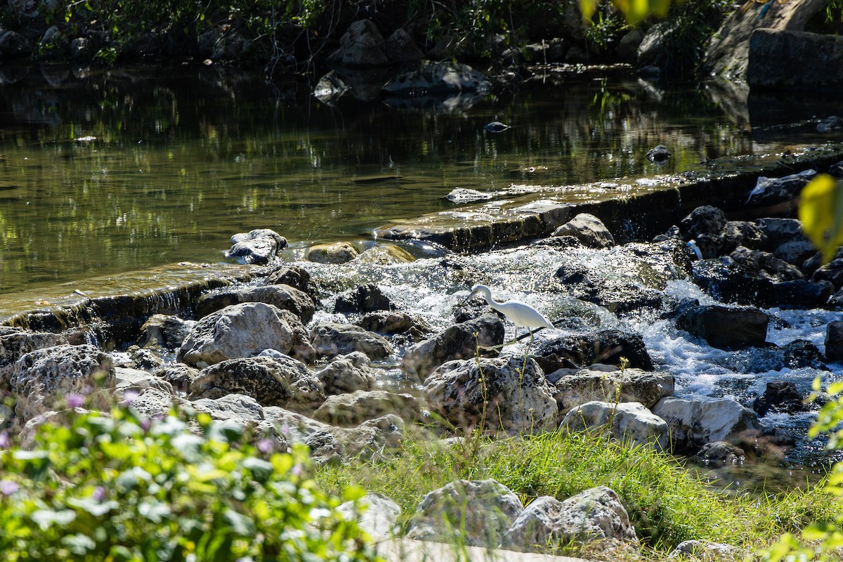 Snowy Egret - ML611453832