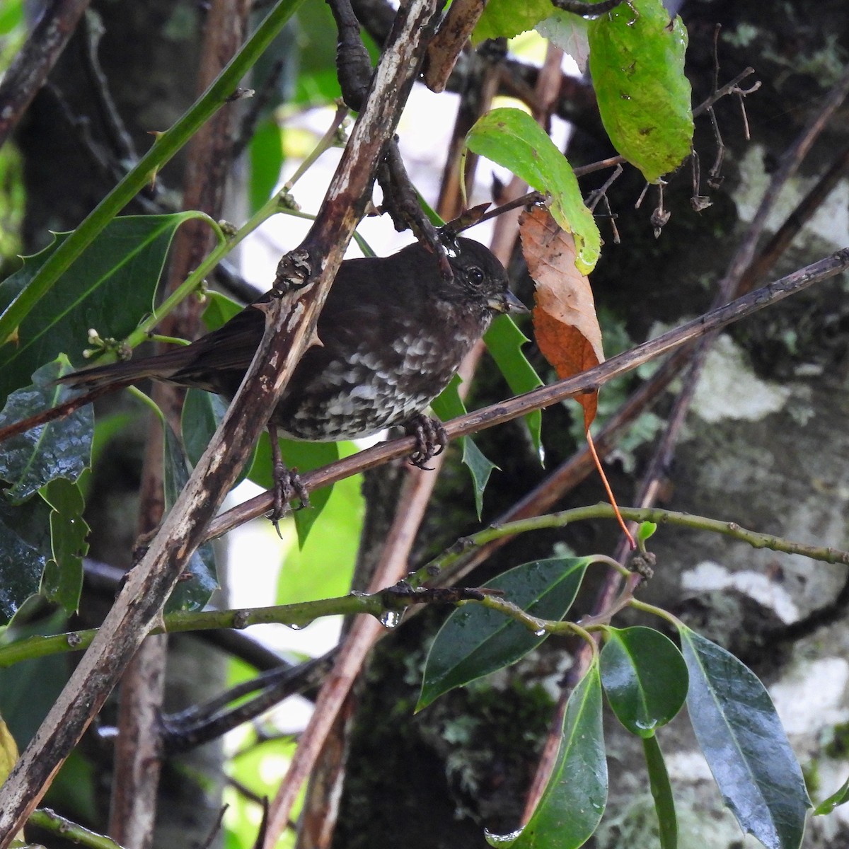 Fox Sparrow - ML611453846